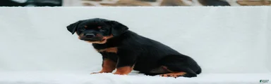 Rottweiler 8