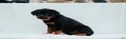 Rottweiler dogs for sale: Rottweiler 8 - Ad 1