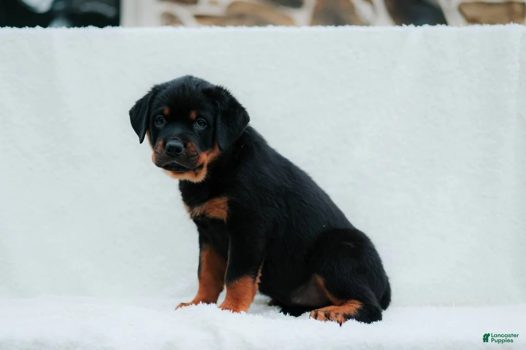 Rottweiler dogs for sale: Rottweiler 8 - Ad 1