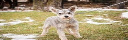 Miniature Schnauzer dogs for sale: Miles - Ad 11