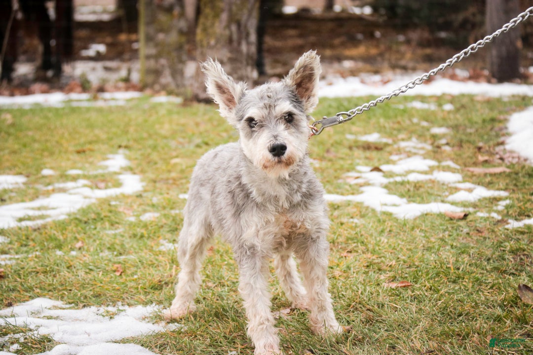 Miniature Schnauzer dogs for sale: Miles - Ad 11
