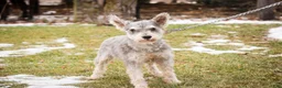 Miniature Schnauzer dogs for sale: Maggie - Ad 10