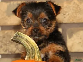 Yorkshire Terrier dogs Tika - Ad 2