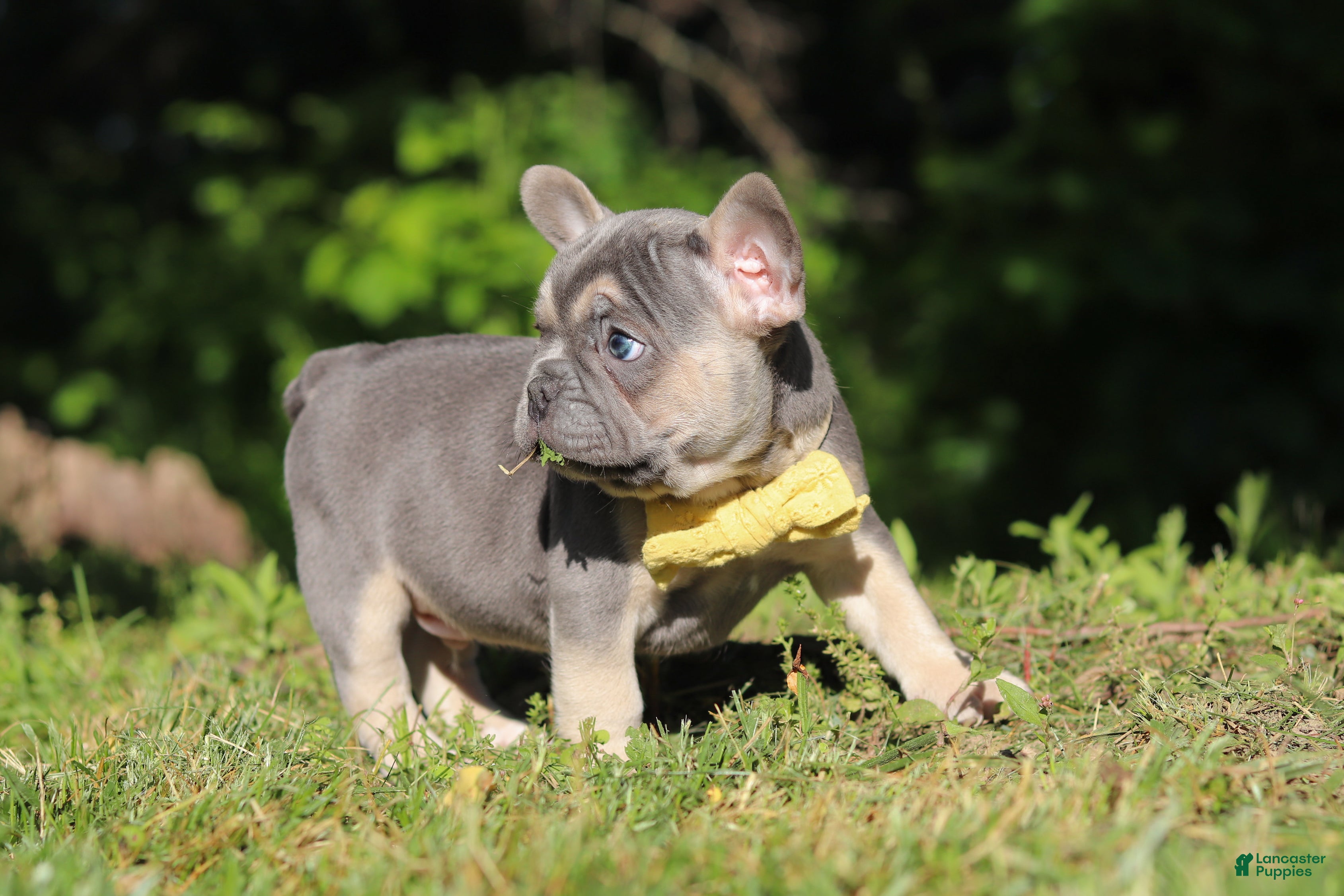 French Bulldog dogs for sale: Pete - Ad 5