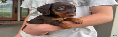 Cooper