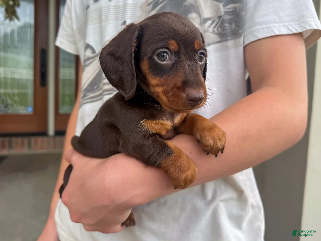 Miniature Dachshund dogs for sale: Cooper - Ad 1