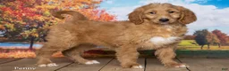 Goldendoodle dogs for sale: Penny - Ad 3