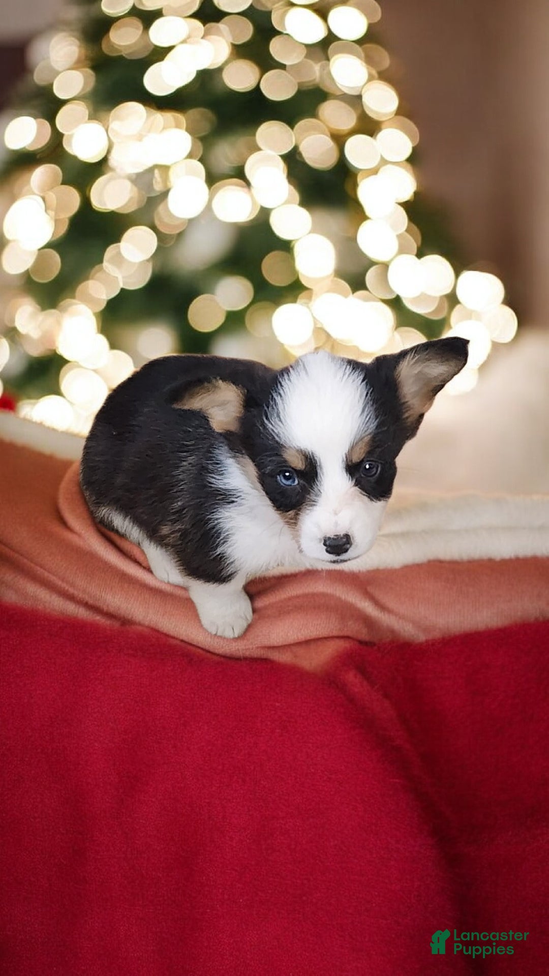 Welsh Corgi Pembroke dogs for sale: Bambi blue eye tri - Ad 4