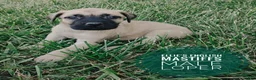 English Mastiff dogs for sale: Loper - Ad 1