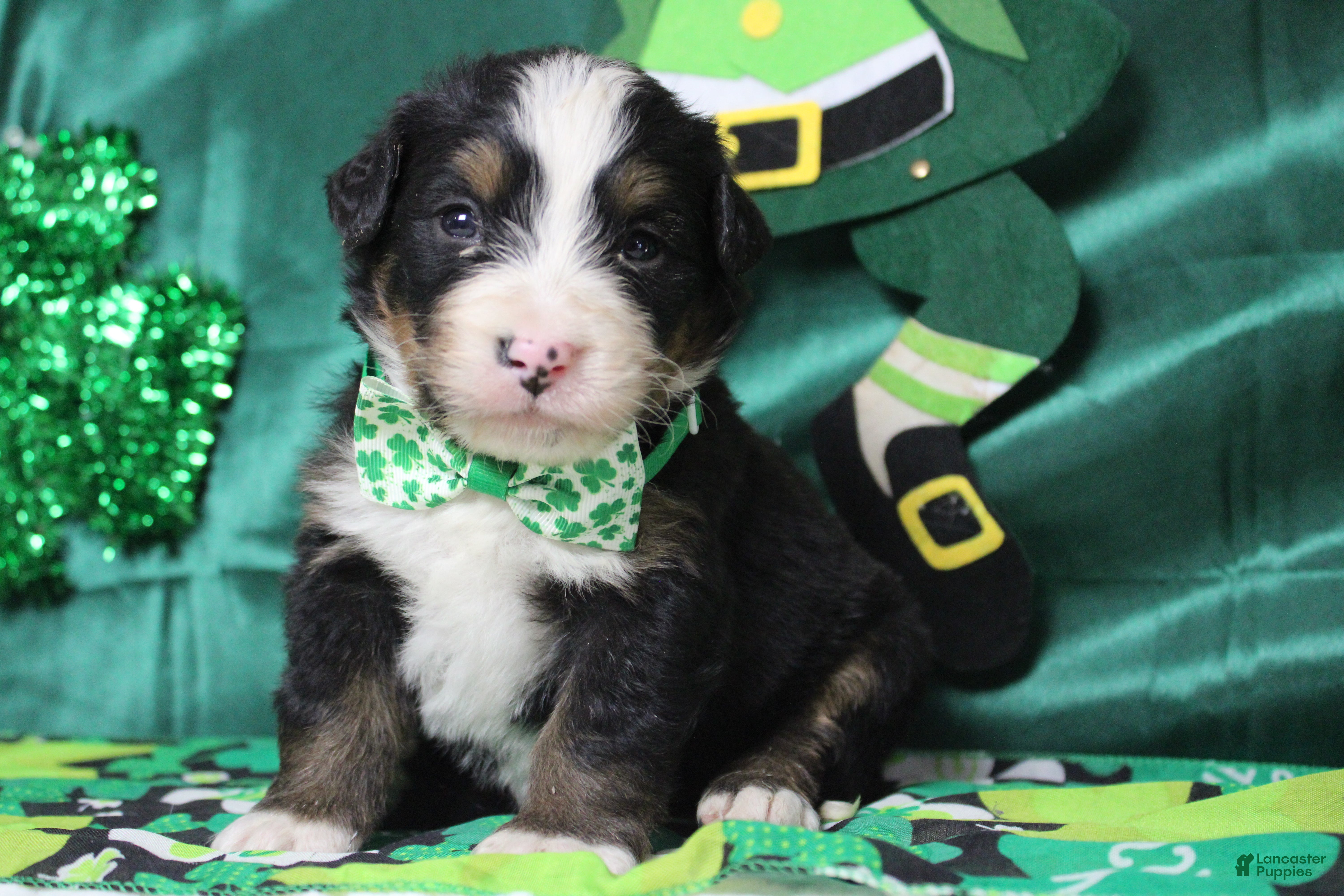 Bernese Mountain Dog dogs Cooper  - Ad 38