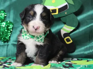 Bernese Mountain Dog dogs Cooper - Ad 38