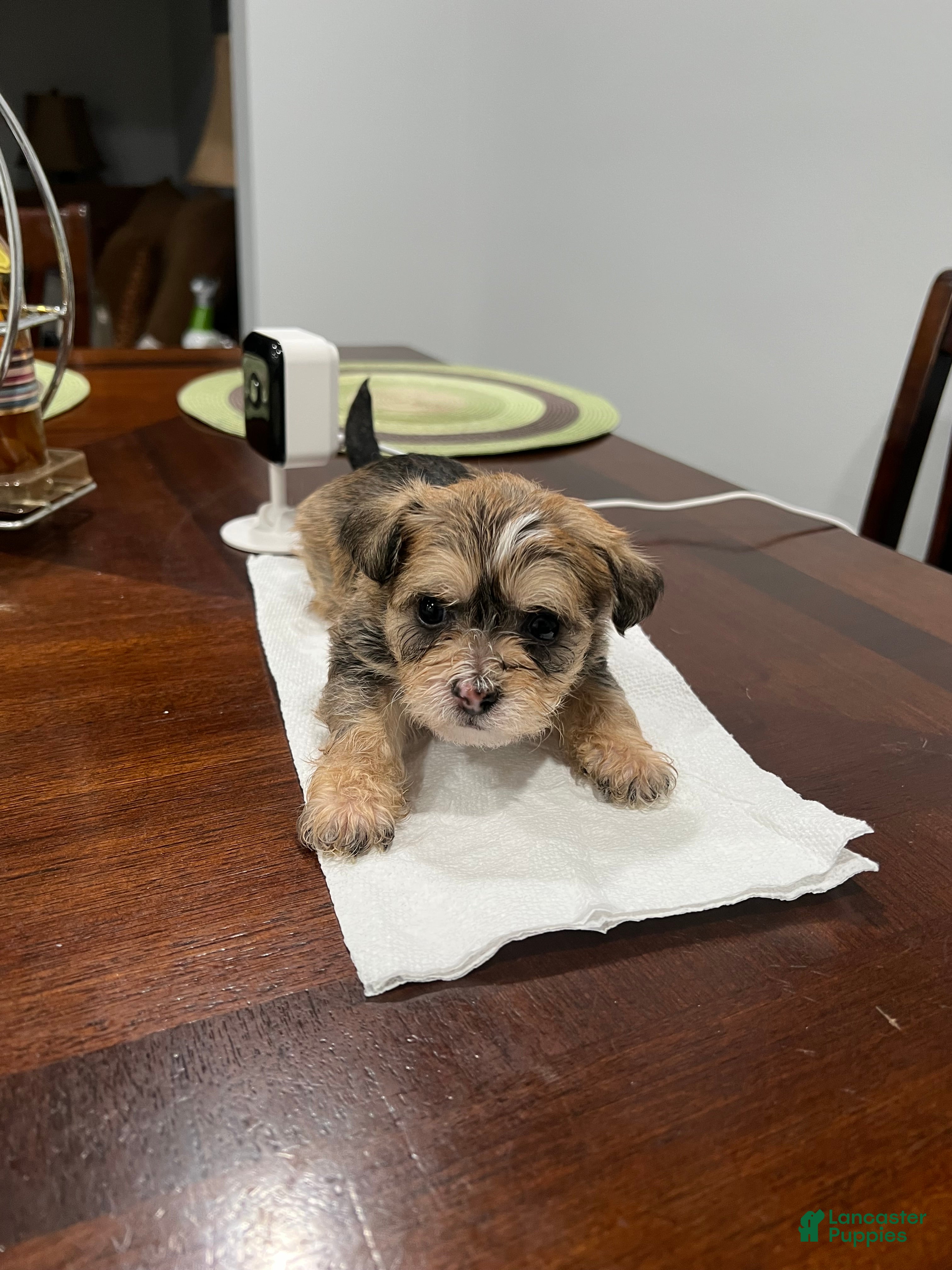 Morkie dogs Morkie Puppy 2 - Ad 3