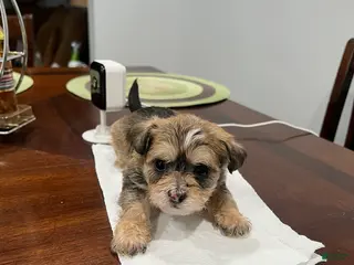 Morkie dogs Morkie Puppy 2 - Ad 3