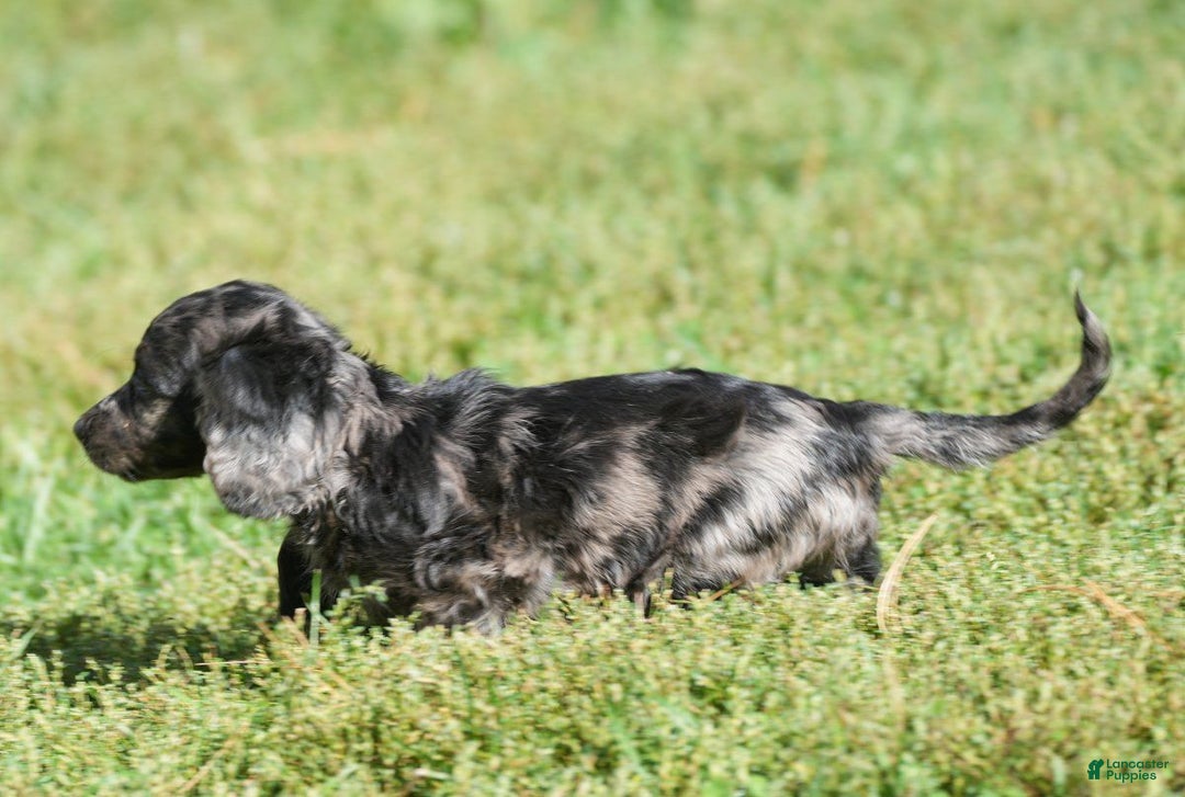 Gracie for sale in Baltic Lancaster Puppies