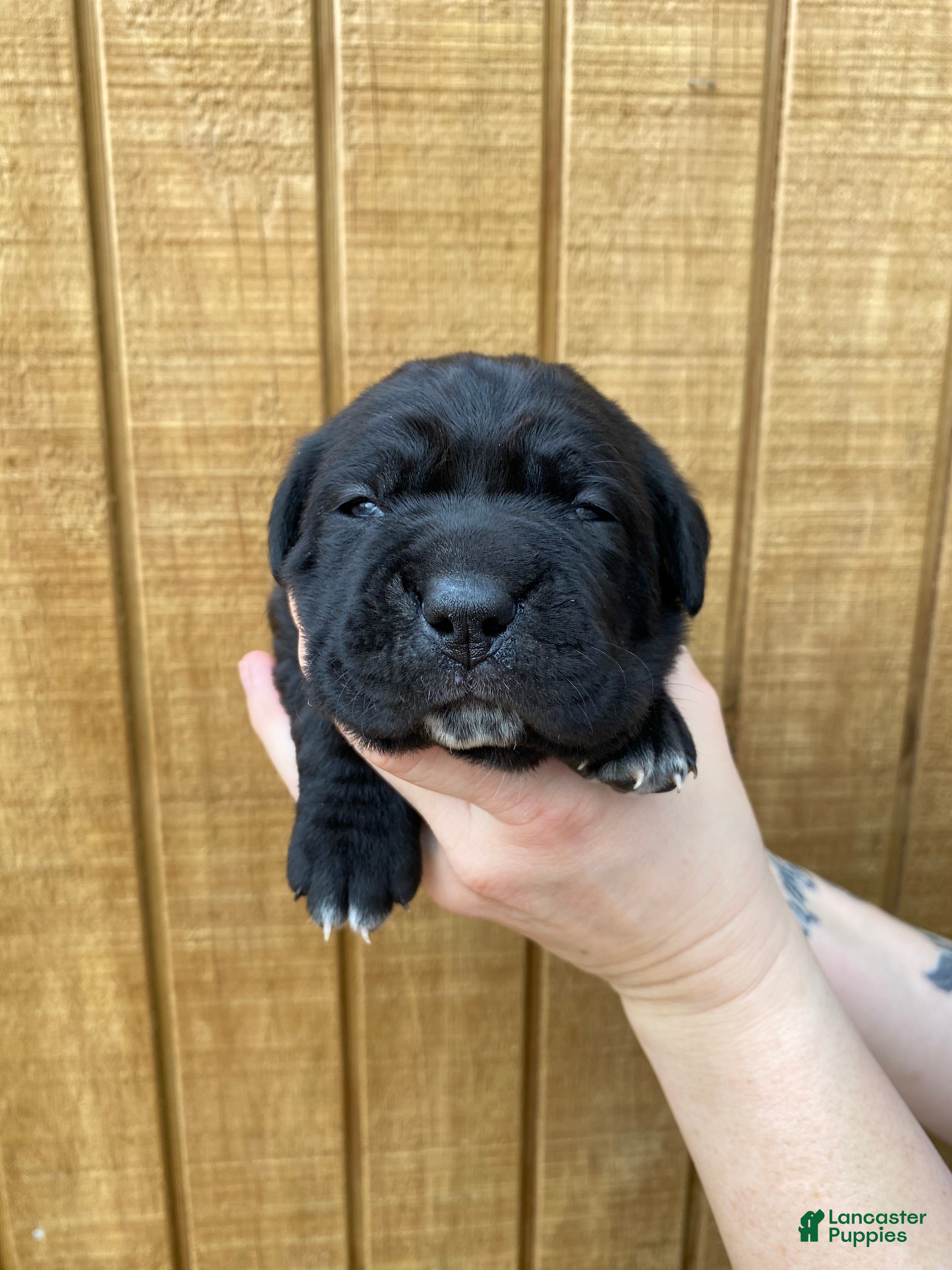Cane Corso dogs Cane Corso Puppy 4 - Ad 2