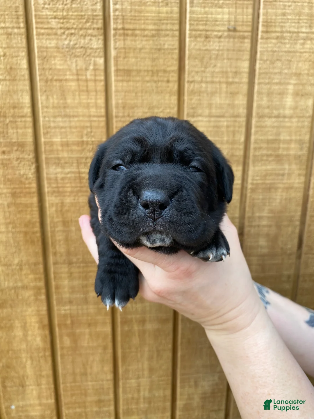 Cane Corso dogs for sale: Cane Corso Puppy 4 - Ad 2