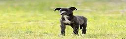 Mixed Breed dogs for sale: Magpie - European Doberdane GIRL! - Ad 4