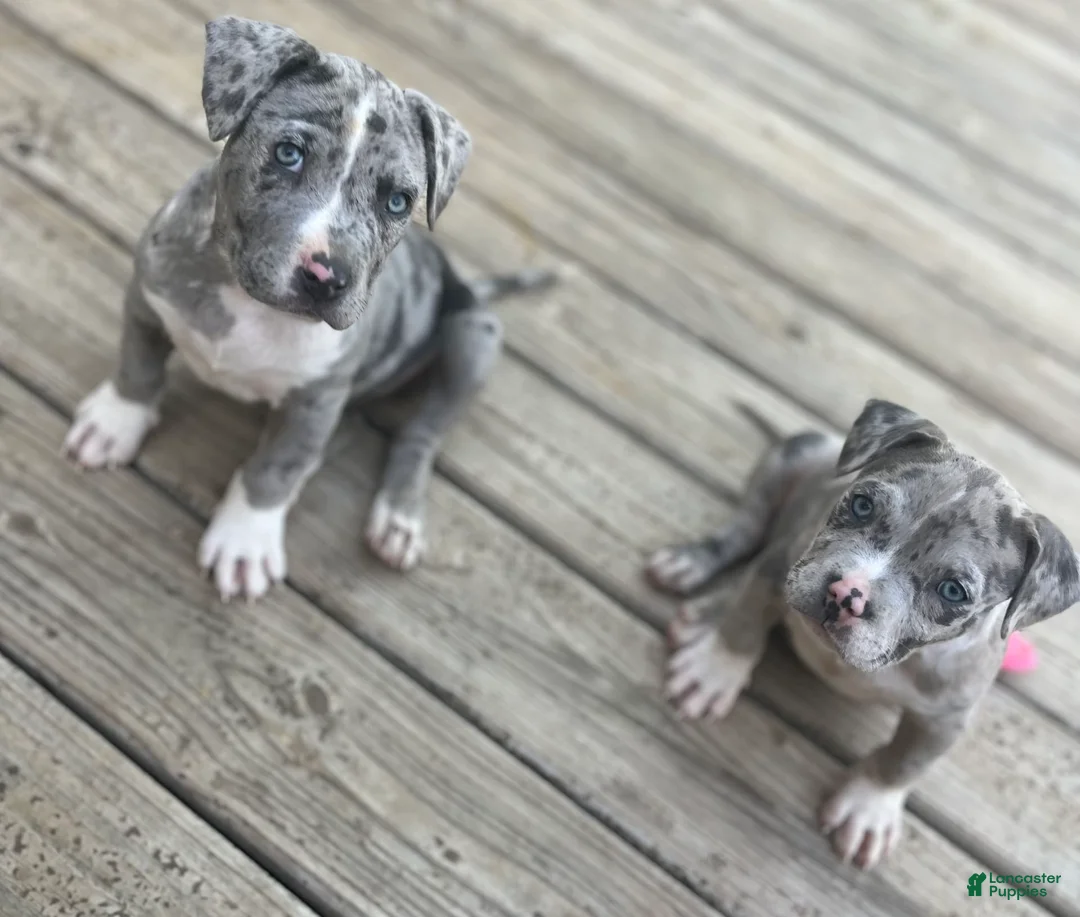 Gallery Image {{count}}