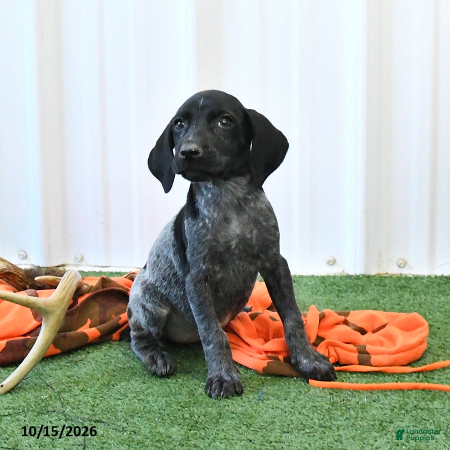 German Shorthaired Pointer dogs Lisa - Ad 2