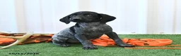 German Shorthaired Pointer dogs for sale: Lisa - Ad 2