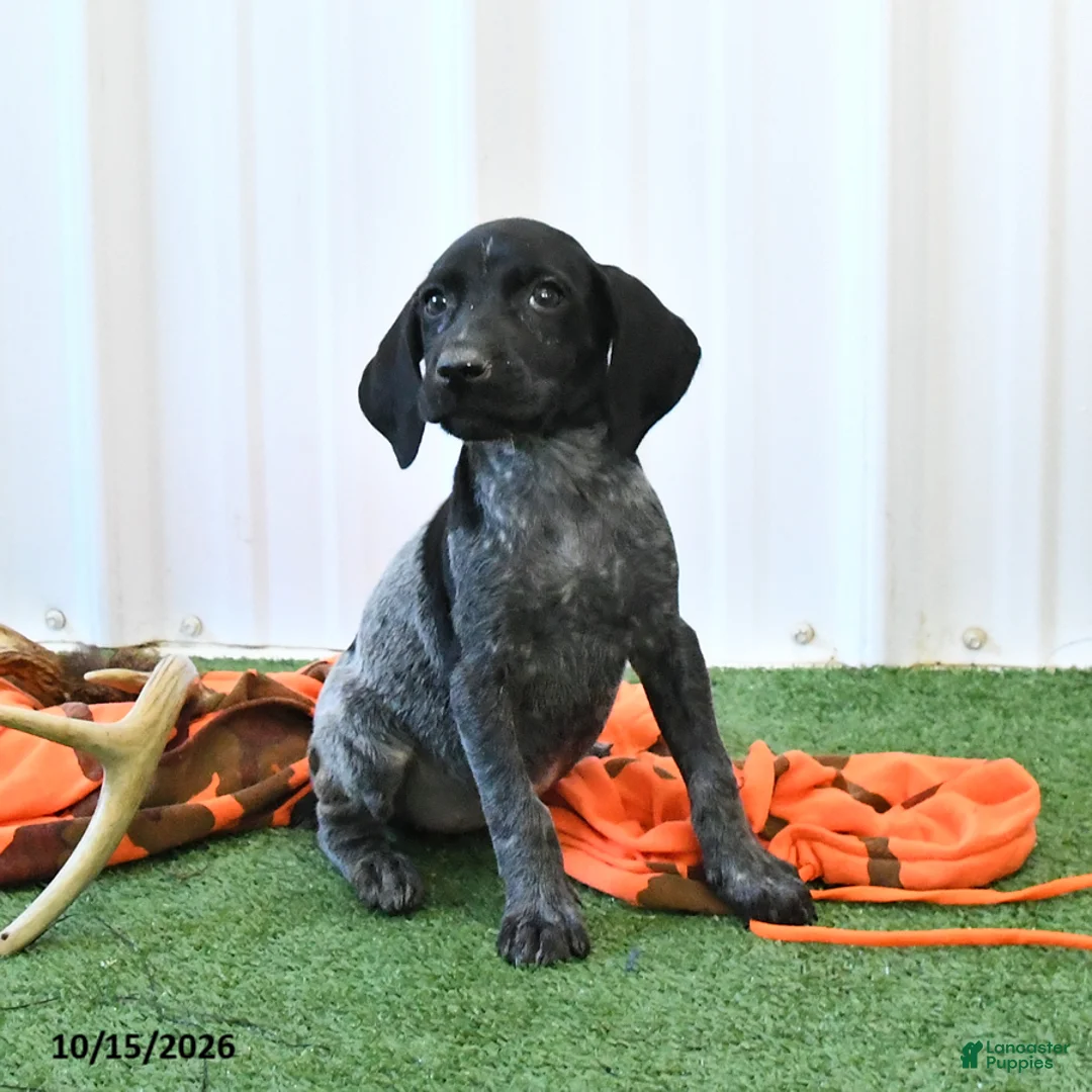 German Shorthaired Pointer dogs for sale: Lisa - Ad 2