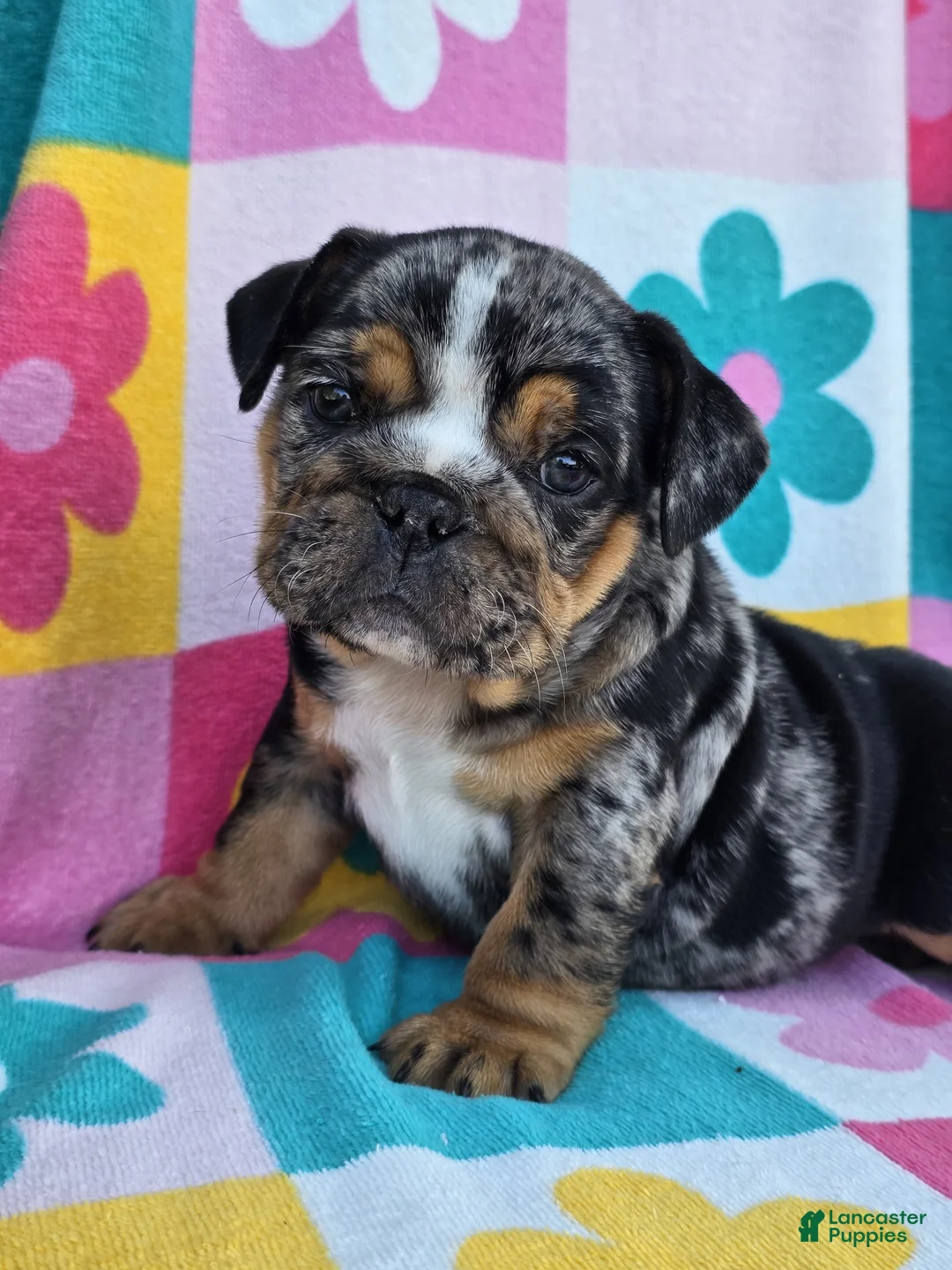 English Bulldog dogs for sale: Savvy - Ad 1