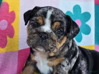 English Bulldog dogs for sale: Savvy - Ad 4