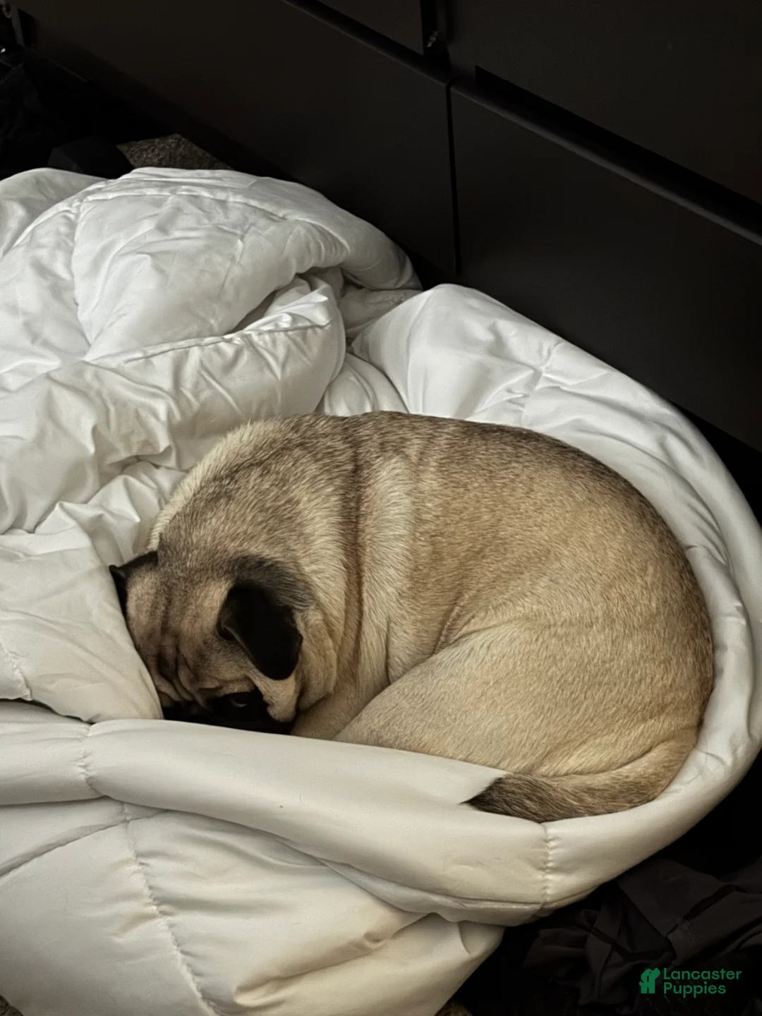 Pug dogs for sale: Teddy  - Ad 2