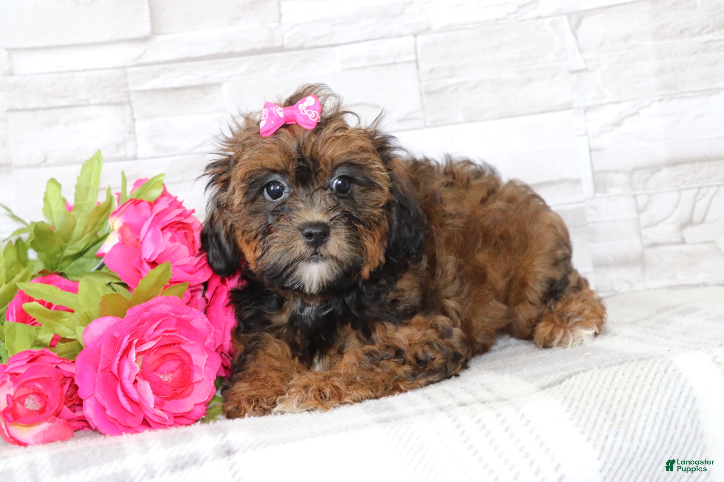 Shihpoo dogs Henrietta  - Ad 1