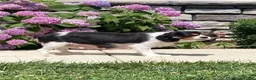 Cavalier King Charles Spaniel dogs for sale: Lukas - Ad 9