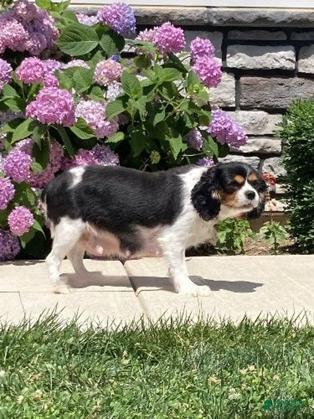 Cavalier King Charles Spaniel dogs for sale: Lukas - Ad 9