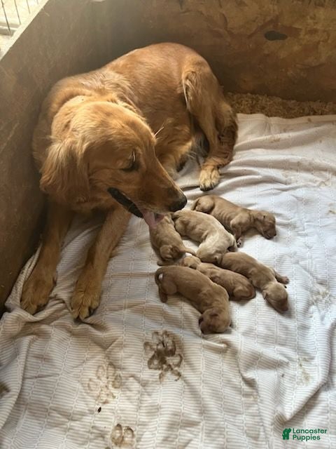 Golden Retriever dogs Golden Retriever Male 2 - Ad 2