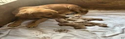 Golden Retriever dogs for sale: Golden Retriever Male 3 - Ad 2