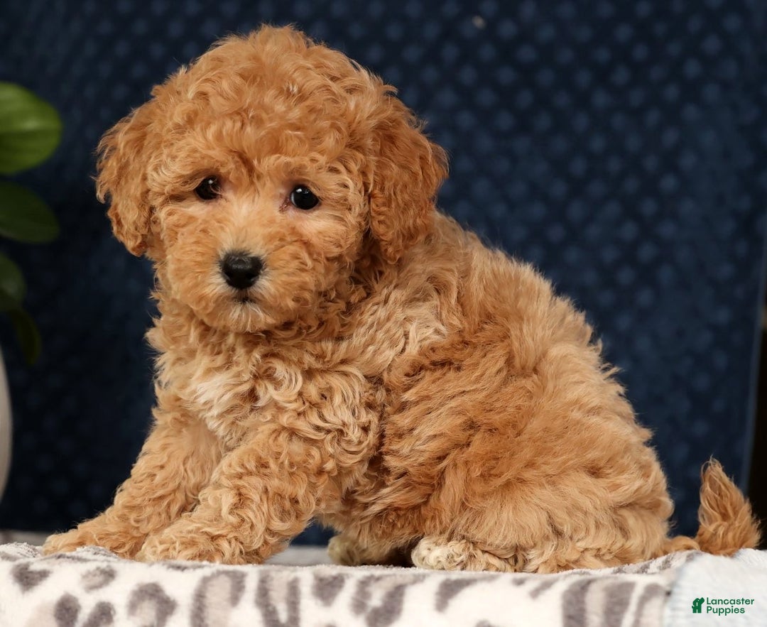 Bichpoo dogs for sale: Rosie - Ad 3