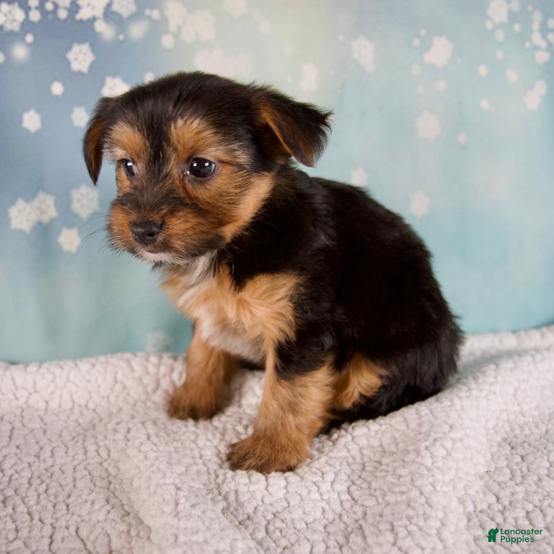 Morkie dogs for sale: Barbie - Ad 8