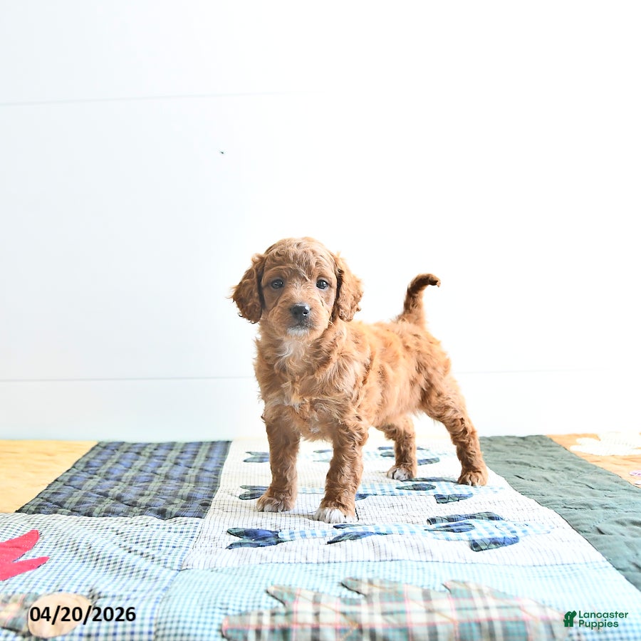 Mini Goldendoodle dogs Erin - Ad 1