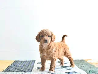 Mini Goldendoodle dogs for sale: Erin - Ad 2