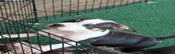American Bully dogs for sale: American Bully 1 - Ad 1