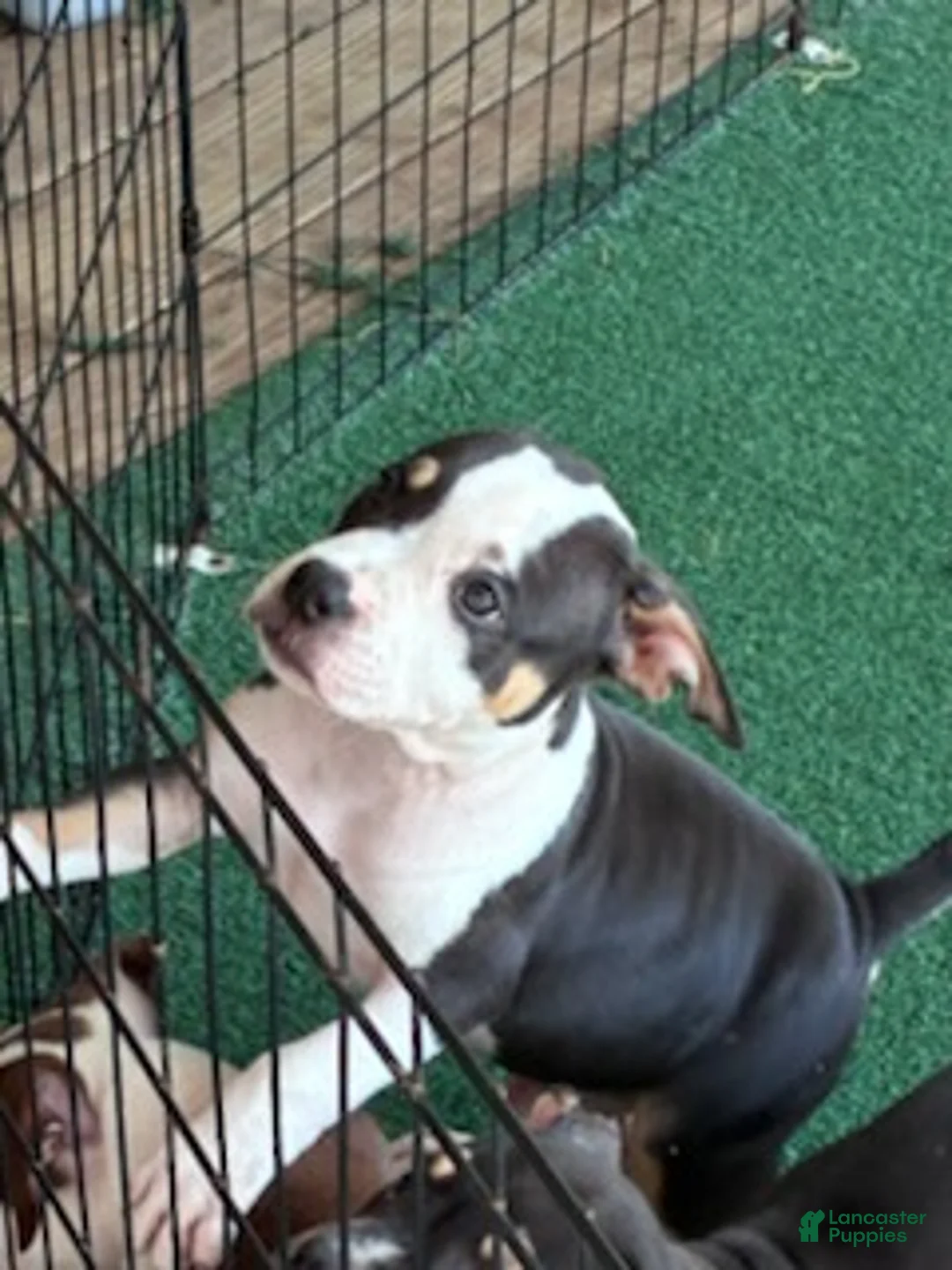 American Bully dogs for sale: American Bully 1 - Ad 1