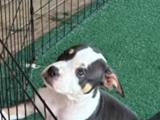 American Bully dogs American Bully 1 - Ad 19