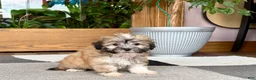 Mixed Breed dogs for sale: Lhasa/Coton male 2 - Ad 6