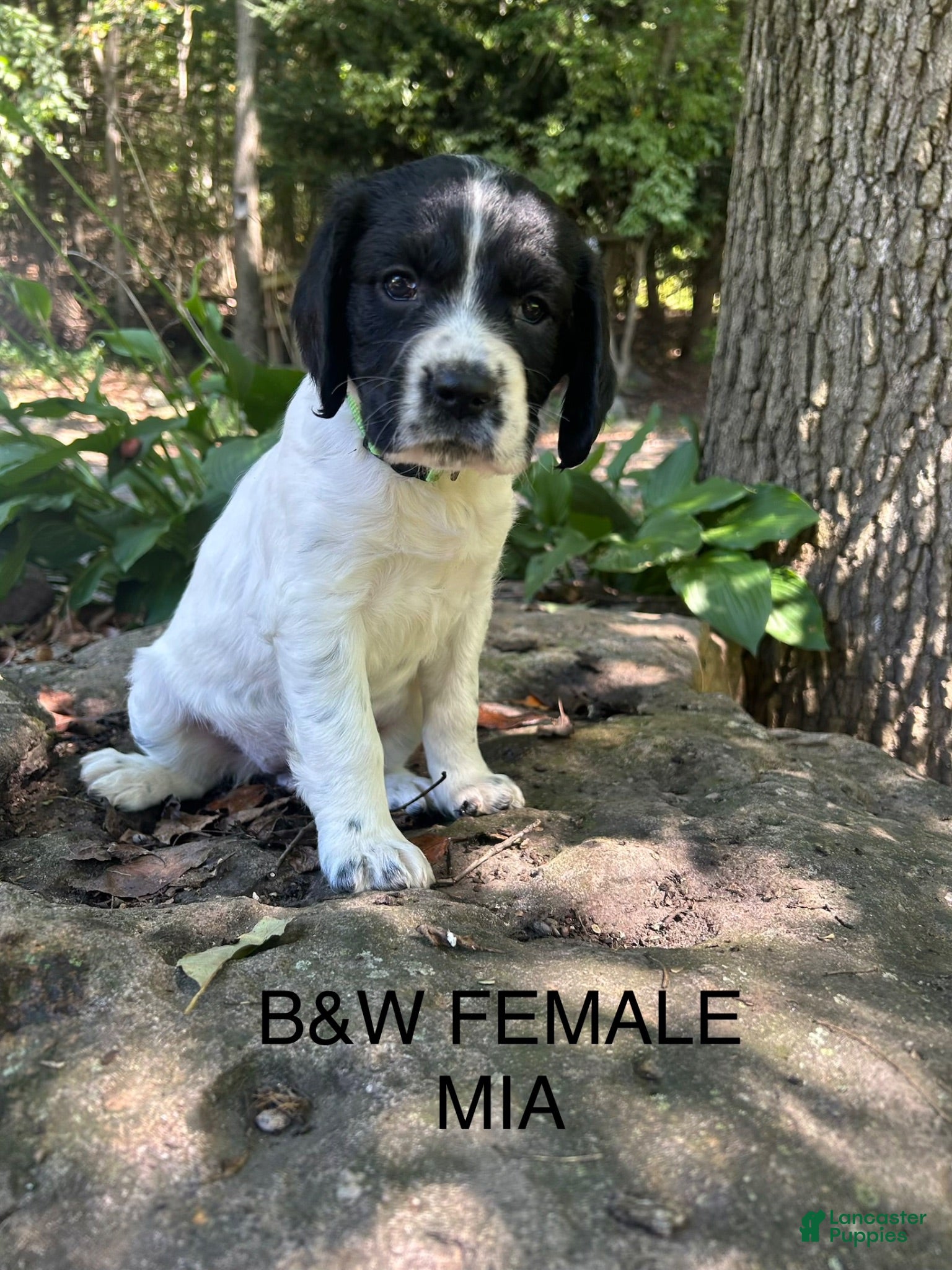 English Springer Spaniel dogs English Springer Spaniel 2 - Ad 1