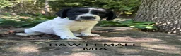 English Springer Spaniel dogs for sale: English Springer Spaniel 2 - Ad 3