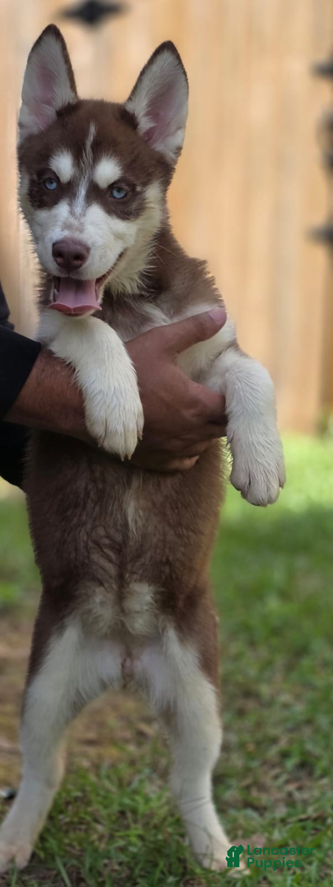 Siberian Husky dogs for sale: Panda - Ad 11