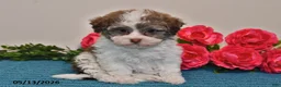 Havanese dogs for sale: Sasha - Ad 1