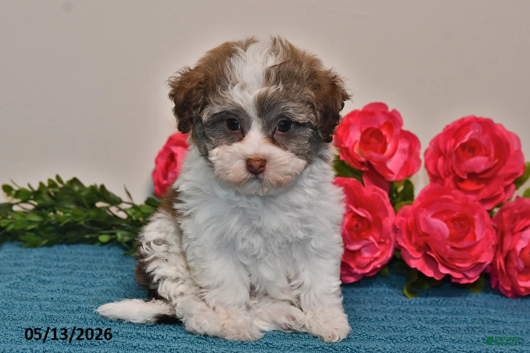 Havanese dogs for sale: Sasha - Ad 1
