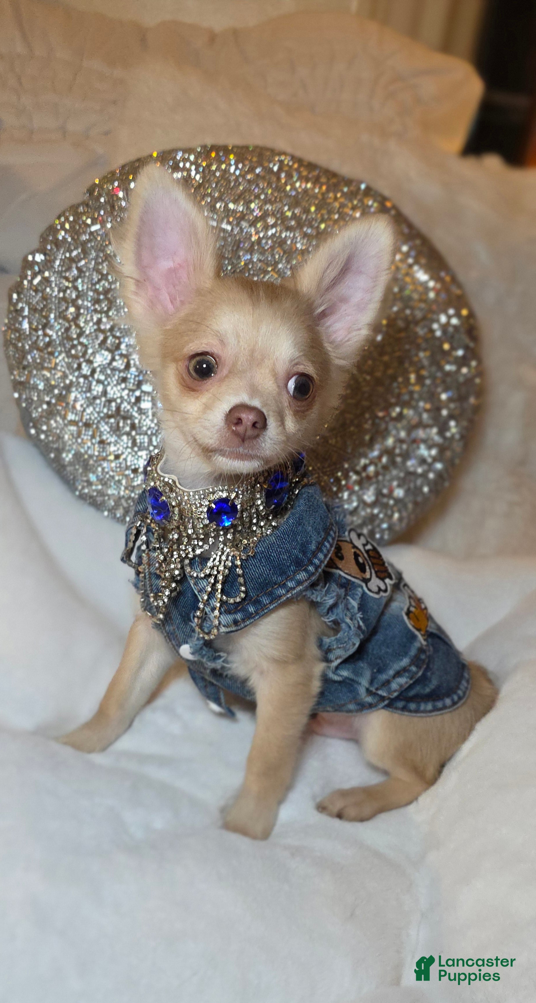 Chihuahua dogs JOSEPH - Ad 2