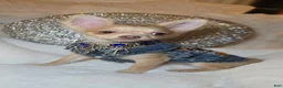 Chihuahua dogs for sale: JOSEPH - Ad 2