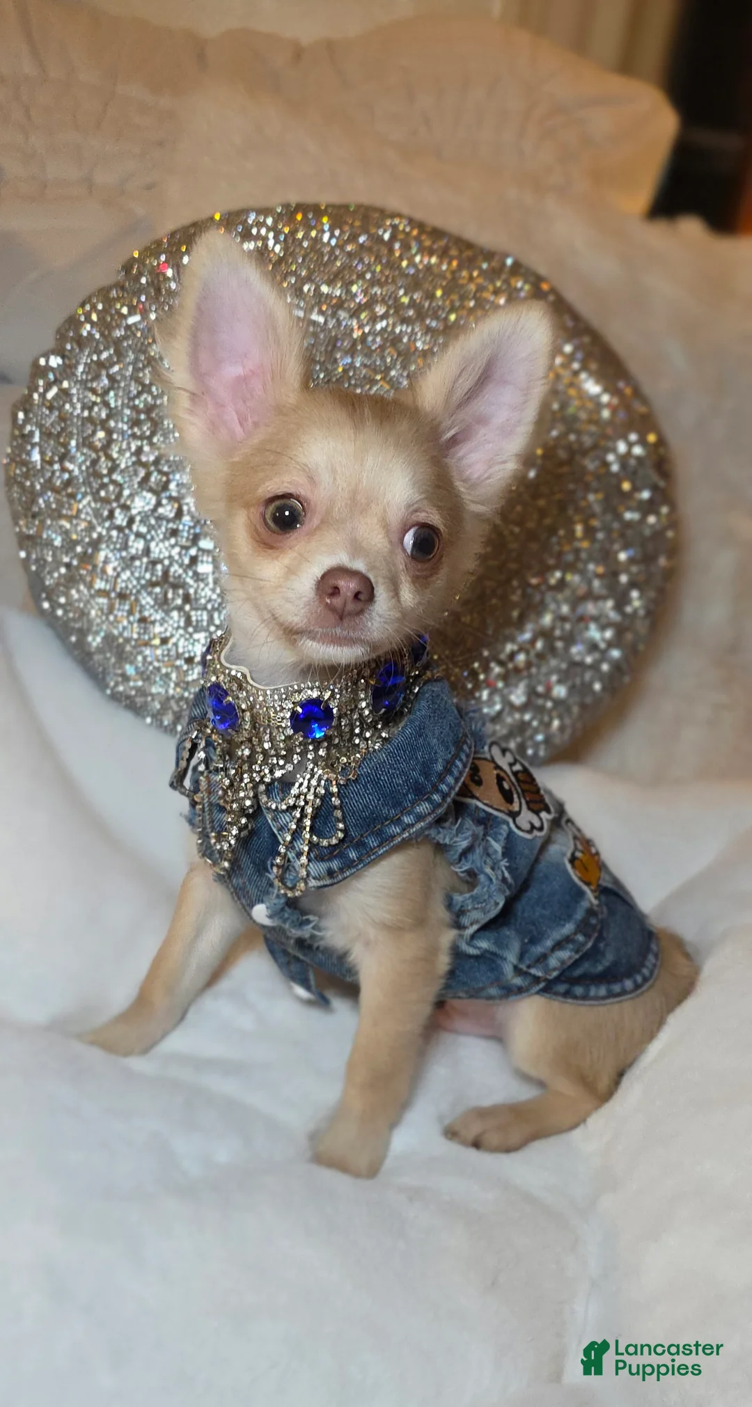 Chihuahua dogs for sale: JOSEPH - Ad 2