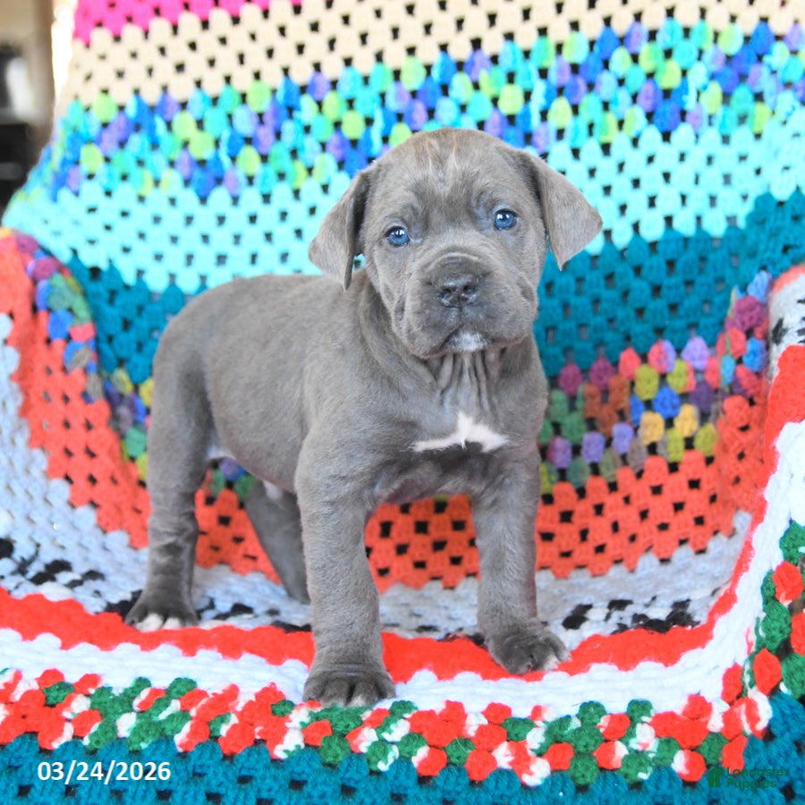 Cane Corso dogs Diesel - Ad 2